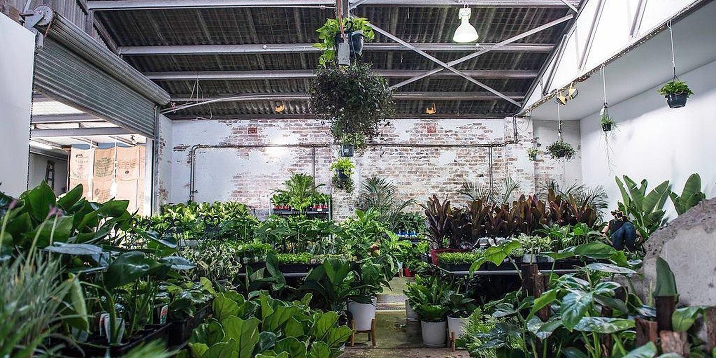 Huge Indoor Plant Warehouse Sale