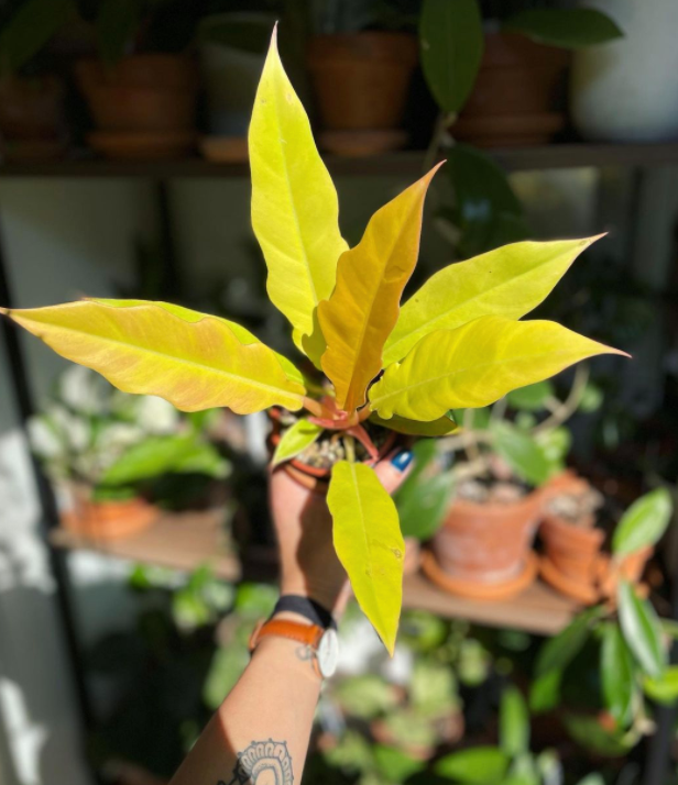 Huge Indoor Plant Warehouse Sale