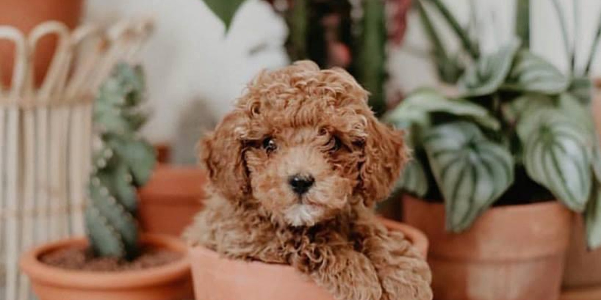 Huge Indoor Plant Warehouse Sale