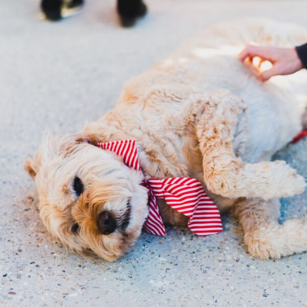 2018.11..02 SCARB MARKETS-67-web