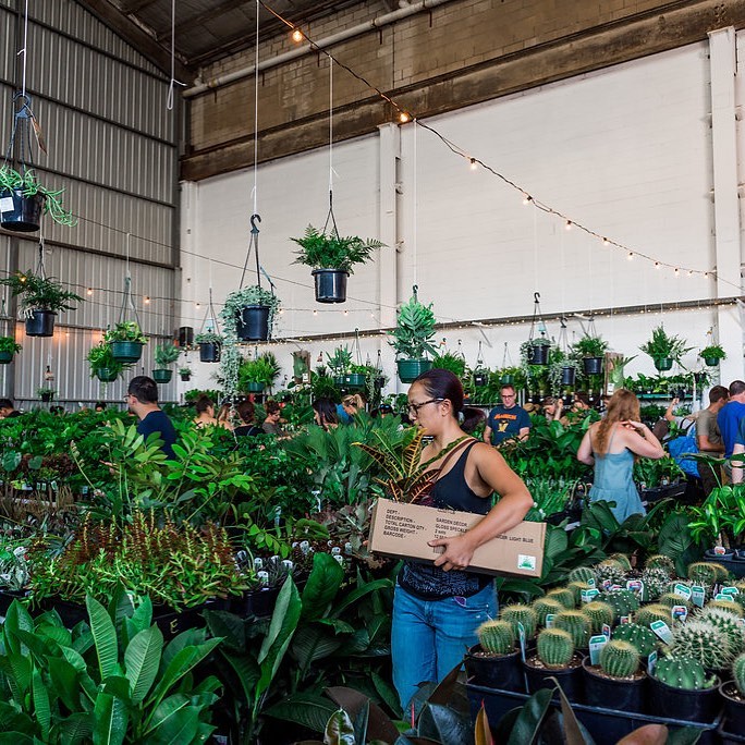 Indoor Plant Sale